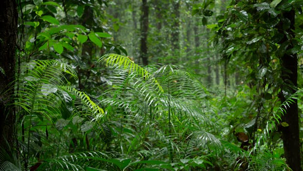 Top Rostliny Pro Vlhkou Koupelnu: Kapradiny, Orchideje a Další!